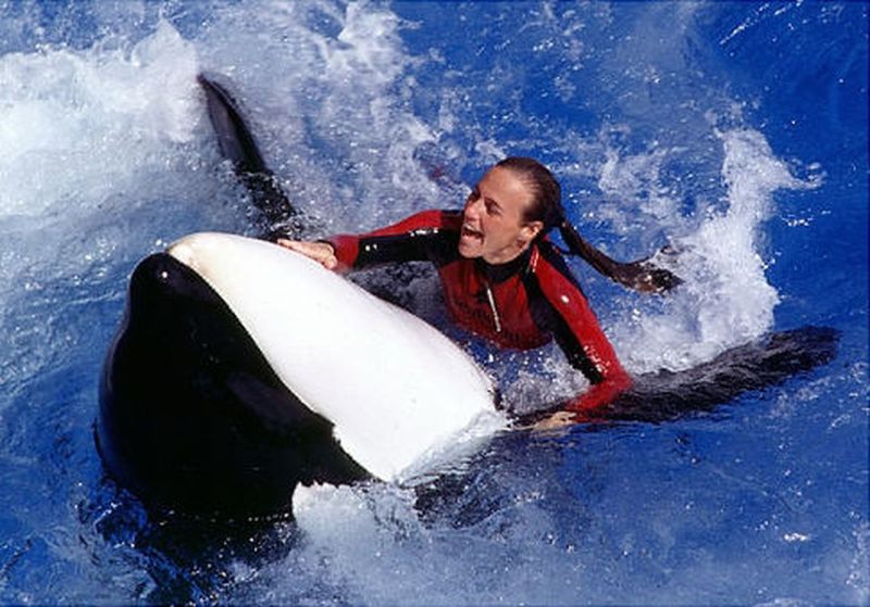 ca-voi-tan-cong-nguoi