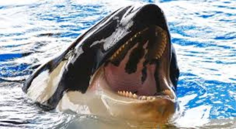 ca-voi-tan-cong-nguoi