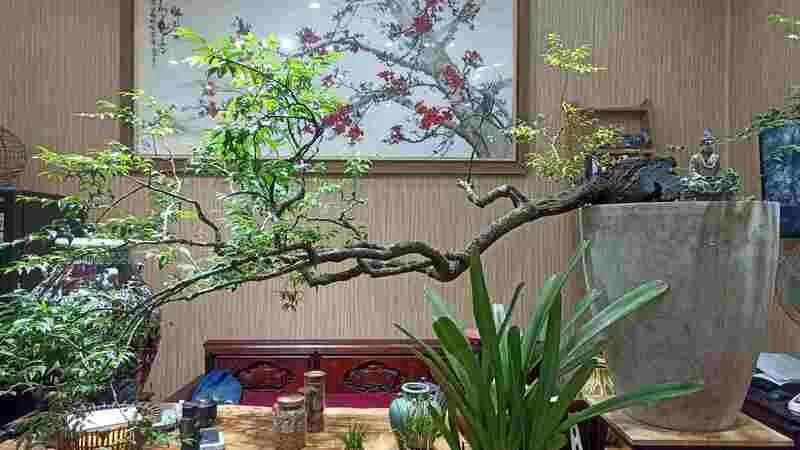 Giá cây muội hồng có thể dao động từ vài trăm nghìn đến vài triệu đồng, tùy dáng cây, tuổi gốc và độ hoàn thiện.