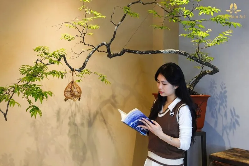 Chăm cây đúng cách giúp muội hồng giữ dáng, ra lá non đẹp và duy trì giá trị thẩm mỹ sau khi mua.