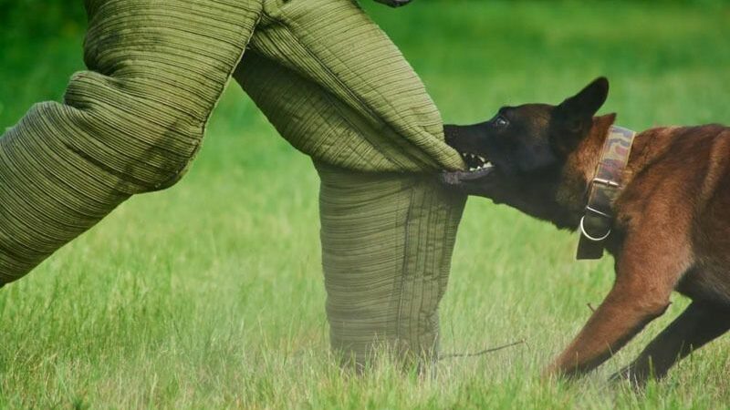 Nằm mơ thấy chó cắn vào chân đánh số gì – ý nghĩa và con số tài lộc