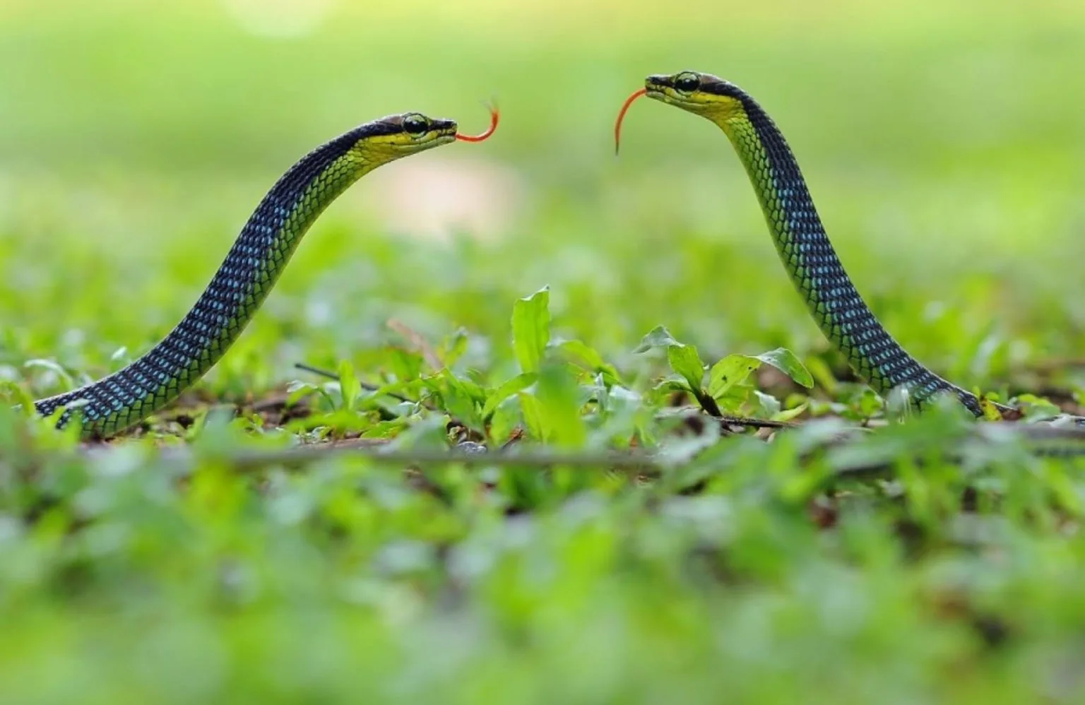 Mơ thấy rắn là điềm gì