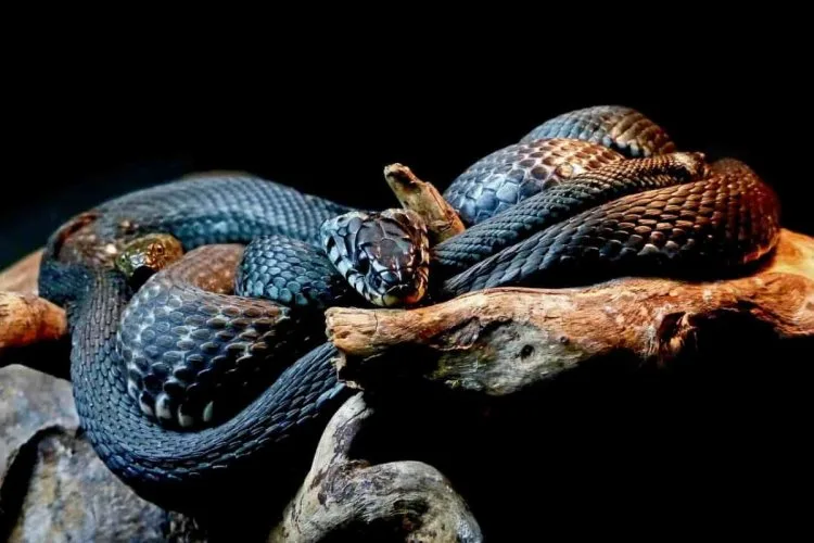 Mơ thấy rắn là điềm gì