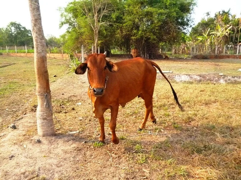 Mơ thấy con bò vàng