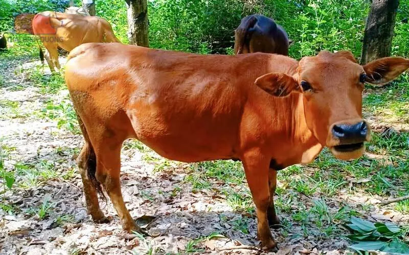 Mơ thấy con bò vàng