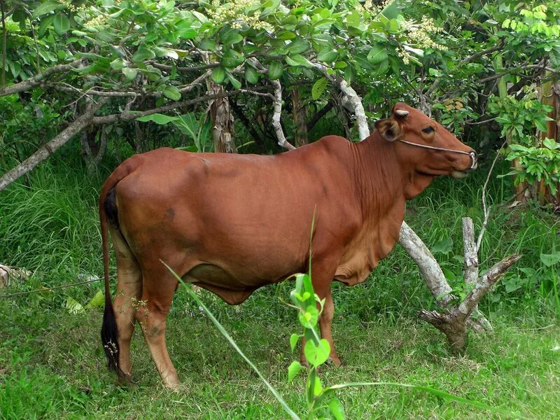 Mơ thấy con bò vàng