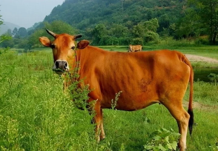 Giải mã giấc mơ: Mơ thấy con bò vàng có ý nghĩa gì?