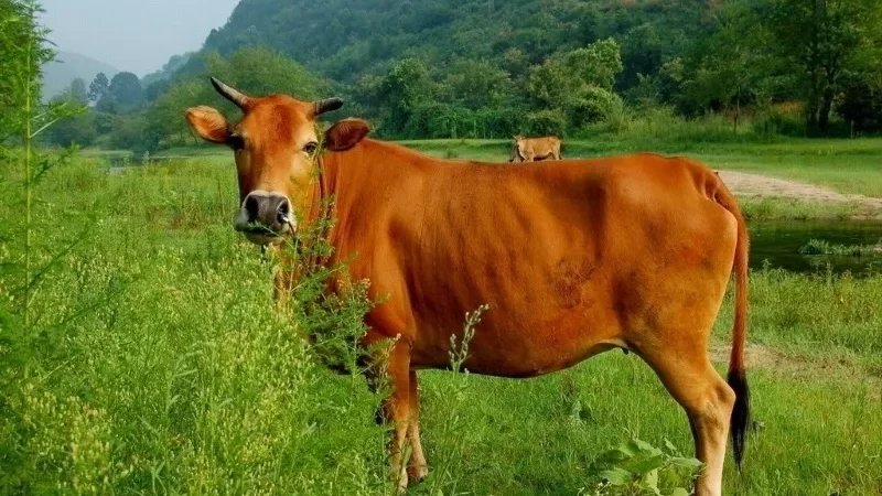 Giải mã giấc mơ: Mơ thấy con bò vàng có ý nghĩa gì?